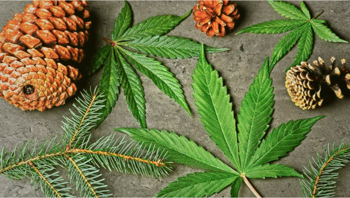 Understanding Flavor: What is Pinene?