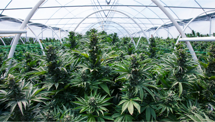 5 Top Tips For Growing Auto Plants Seeds in a Greenhouse