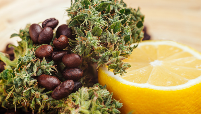 How to enhance the flavors of plants?