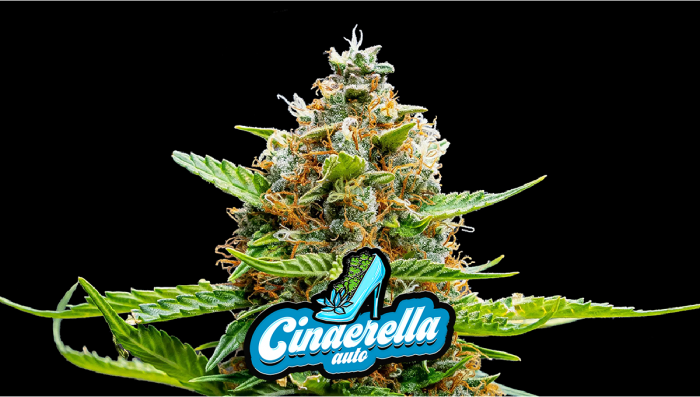 Cinderella Auto Plants Seed Week-By-Week Guide
