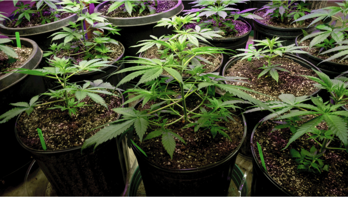 Types of containers for growing auto plants