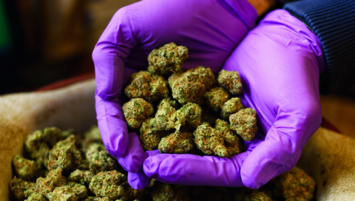 How to Enhance your Plants High?