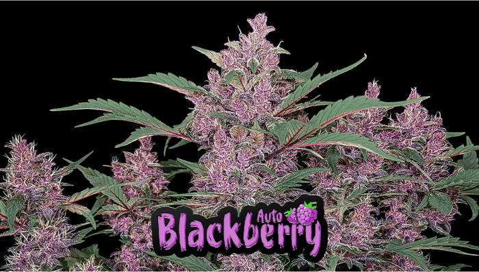 Blackberry Auto Plants Seed Week-by-Week Guide
