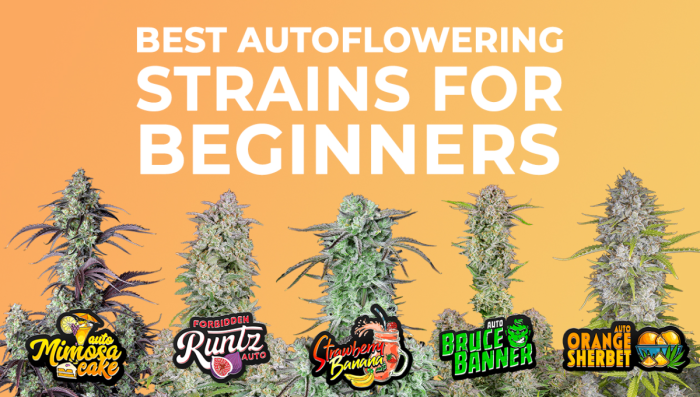 The Best Auto Seeds for Beginners