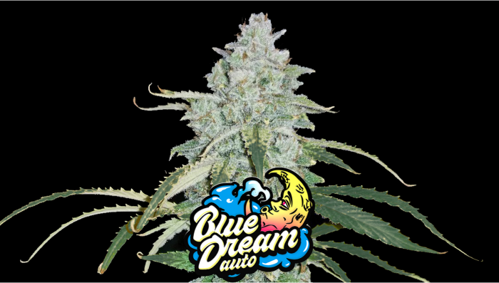 Blue Dream Auto Plants Seed Week-by-Week Guide