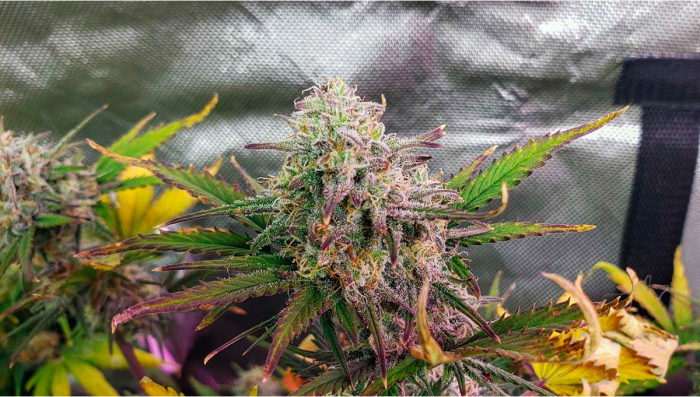 Girl Scout Cookies Auto Seed History