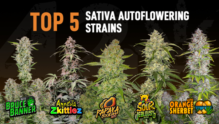 The Top 5 Best Sat Auto Seeds