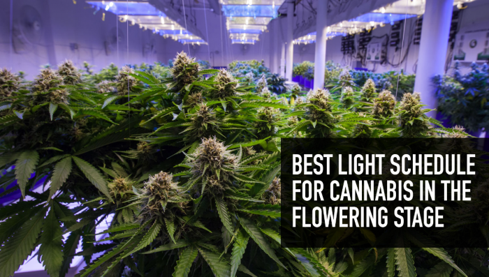 Best Light Schedule For Plants In The Flowering Stage