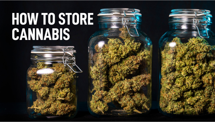 Plants Storage: How to Successfully Store Plants for a Long Time