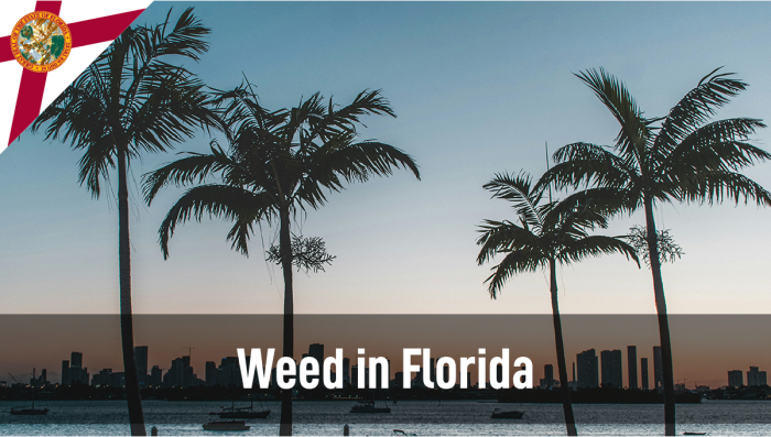 Plants in Florida: Plants Legal Status Guide