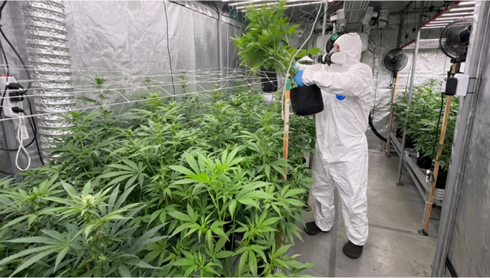 Controlled Pollination for Genetic Stability