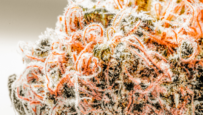 Six Shooter Seed History