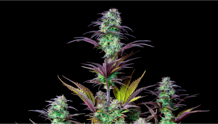 Blueberry Auto Plants Seed Woche für Woche - Anleitung