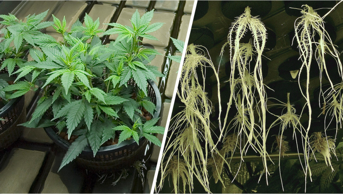 Growing Plants: Hydroponics vs Aeroponics
