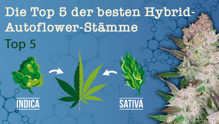 Die Top 5 der besten Hyb-Auto-Stämme