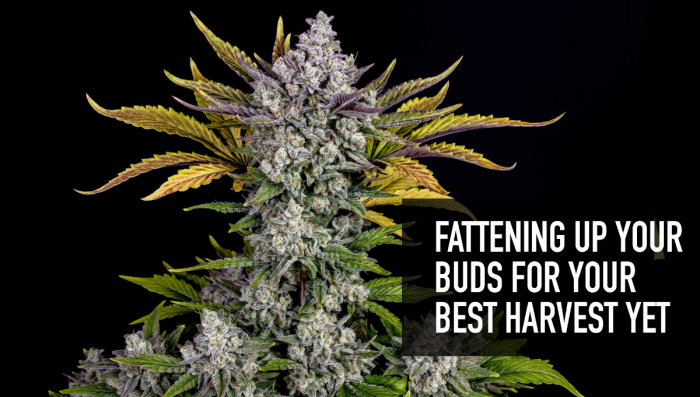 Fattening Up Your Buds For Your Best Return Yet