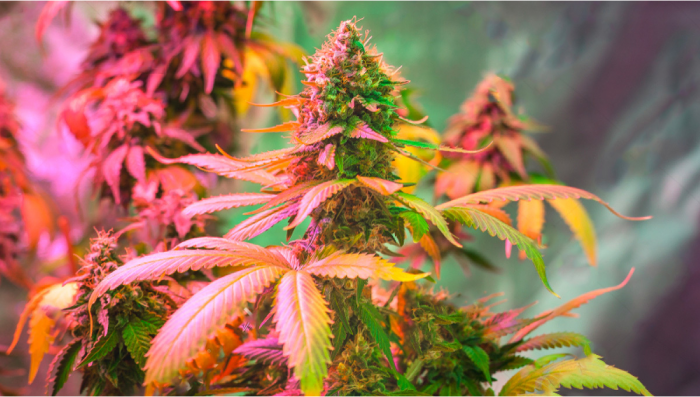 Seed History: White Widow