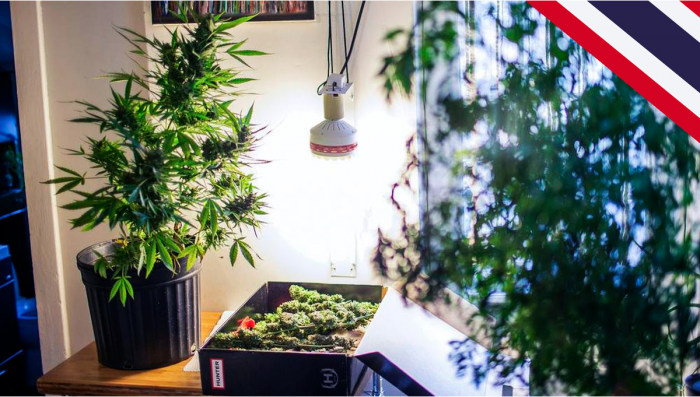 Thailand erlaubt den Anbau von Plants zu Hause