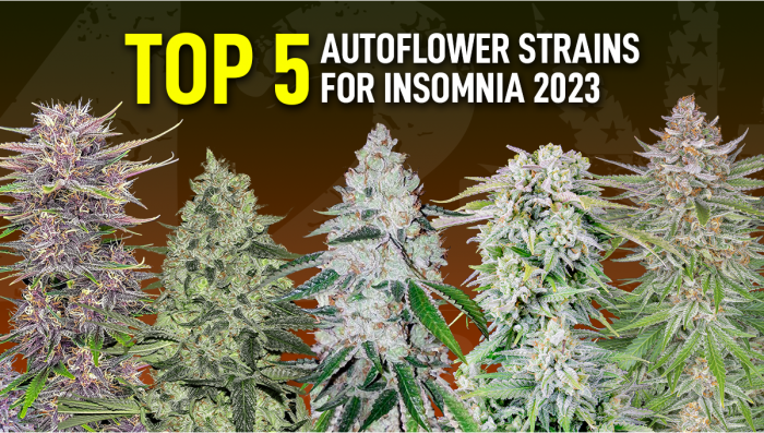 The Top 5 Best Auto Seeds for Insomnia