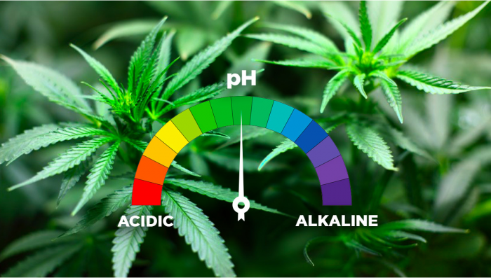 Best pH Levels For Growing Auto Plants