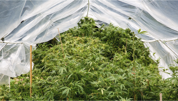 How To Protect Plants Plants Outdoors