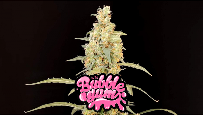 BubbleGum Auto Plants Seed Week-by-Week Guide