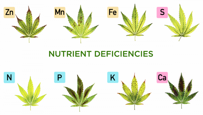 A Comprehensive Guide to Plants Plant Nutrient Deficiencies and Solutions