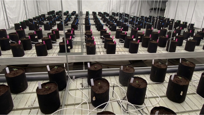 Large-Scale Auto Testing in Progress
