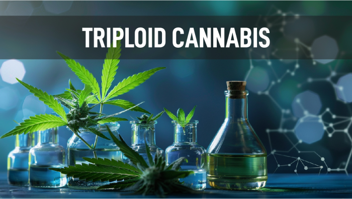 Das Potenzial triploider Genetik zur Revolutionierung der Plantsindustrie