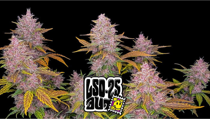 LSD-25 Auto Plants-Sorte: Wochen-für-Wochen-Anleitung
