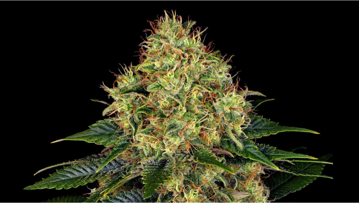 Skywalker OG Auto Plants Seed Week-by-Week Guide