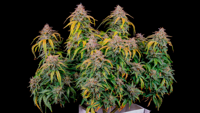 The History of the Z Auto Seed