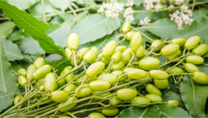Organic Pesticides for Plants: Neem Oil