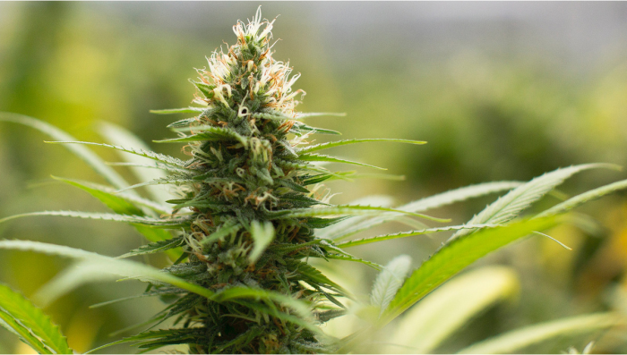 Original Auto Jack Herer Seed History 