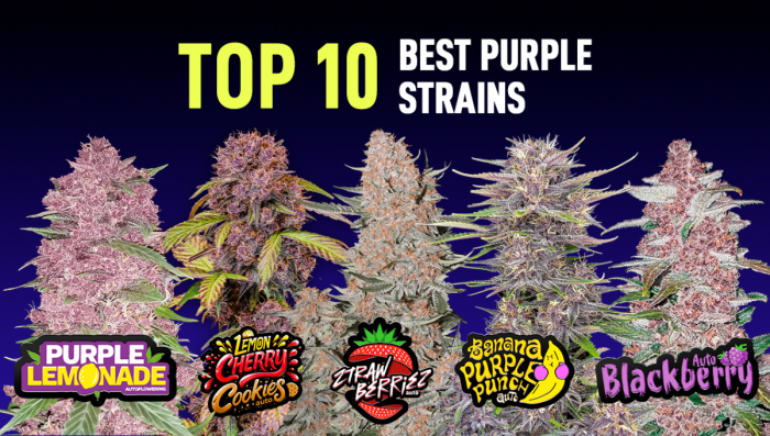 Top 10 Best Purple Seeds