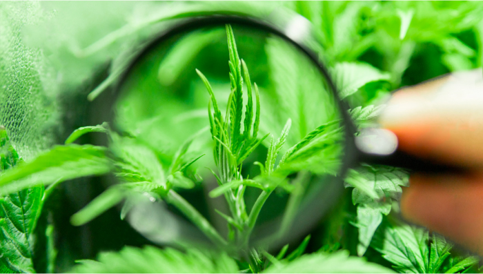 Topping VS Fimming - Which Is Best For Auto?
