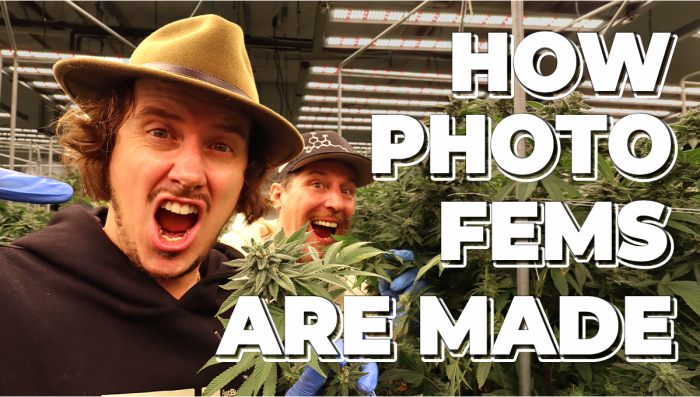 Breeding Facilities: Crafting Our Photoperiod Fem Seeds
