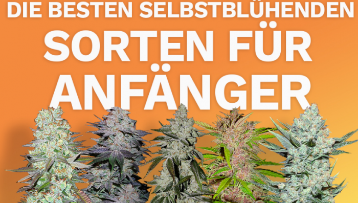 Die besten Auto-Sorten für Anfänger
