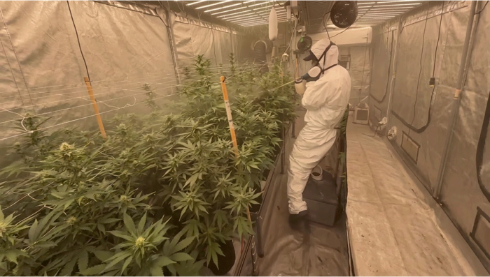 New Pollination Technique: The “Fast Buds Gun”