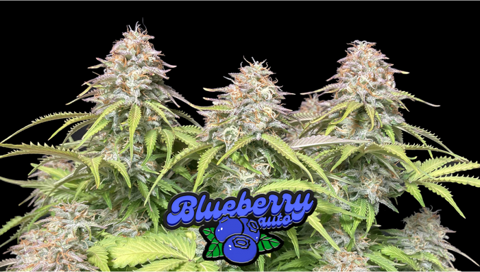 Blueberry Auto Plants Seed Week-by-Week Guide