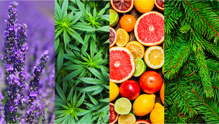 What are Flavor and Their Effects in Plants
