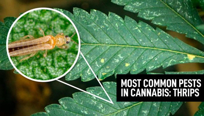 Most Common Pests In Plants: Thrips