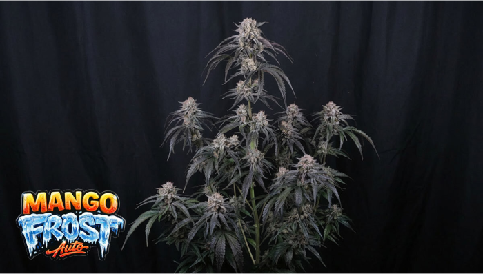 Mango Frost Auto: Tropical Flavor Wrapped in Ice Cold Power