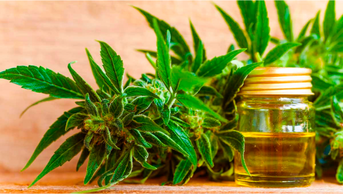What’s the Difference Between Extract Derived From Hemp and Plants?