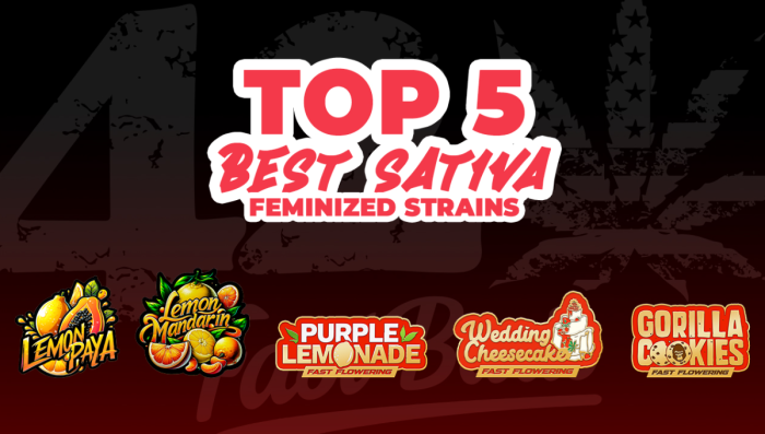 Top 5 Best Sat Fem Seeds