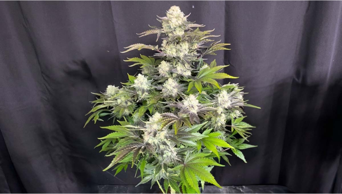 A Standout Auto Expression at 84 Days