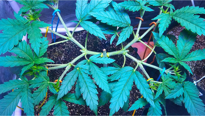 Main-lining Technique To Increase Your Plants Returns