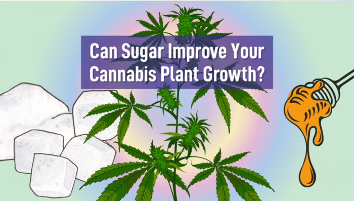 Can Sugar Improve Your Plants Plant Growth?