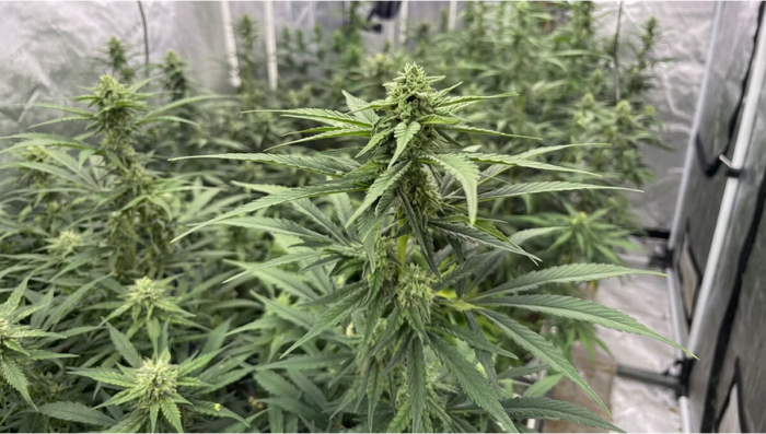 Refining Gorilla Cookies Auto: Advancing the Next Generation