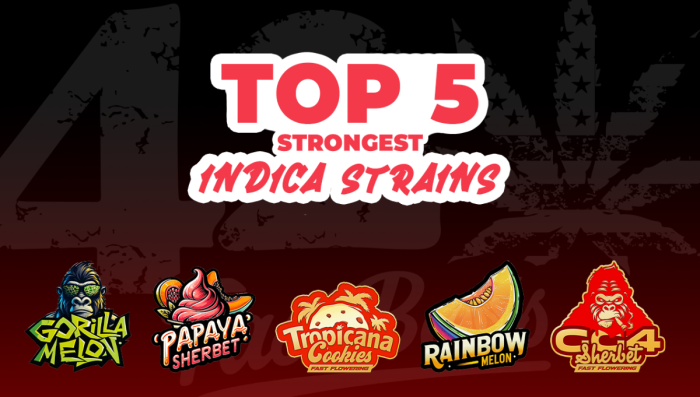 Top 5 Strongest Ind Seeds